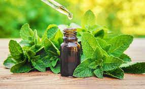 MINT EXTRACT - WS